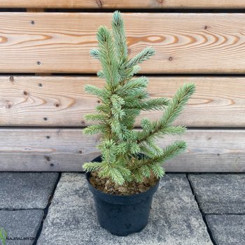Picea pungens - Smrek pichľavý ´BLUE DIAMOND´, kont. C2L, výška 30-40 cm